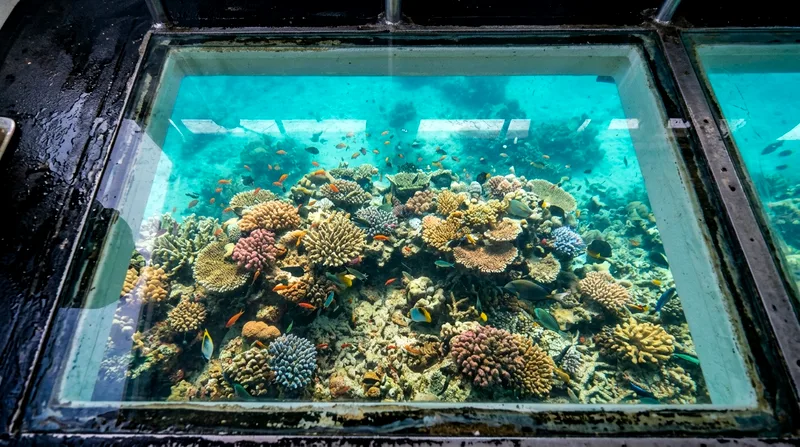 Underwater view through glass bottom boat floor showing Mauritius coral reef